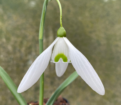 Galanthus 'Mighty Atom'